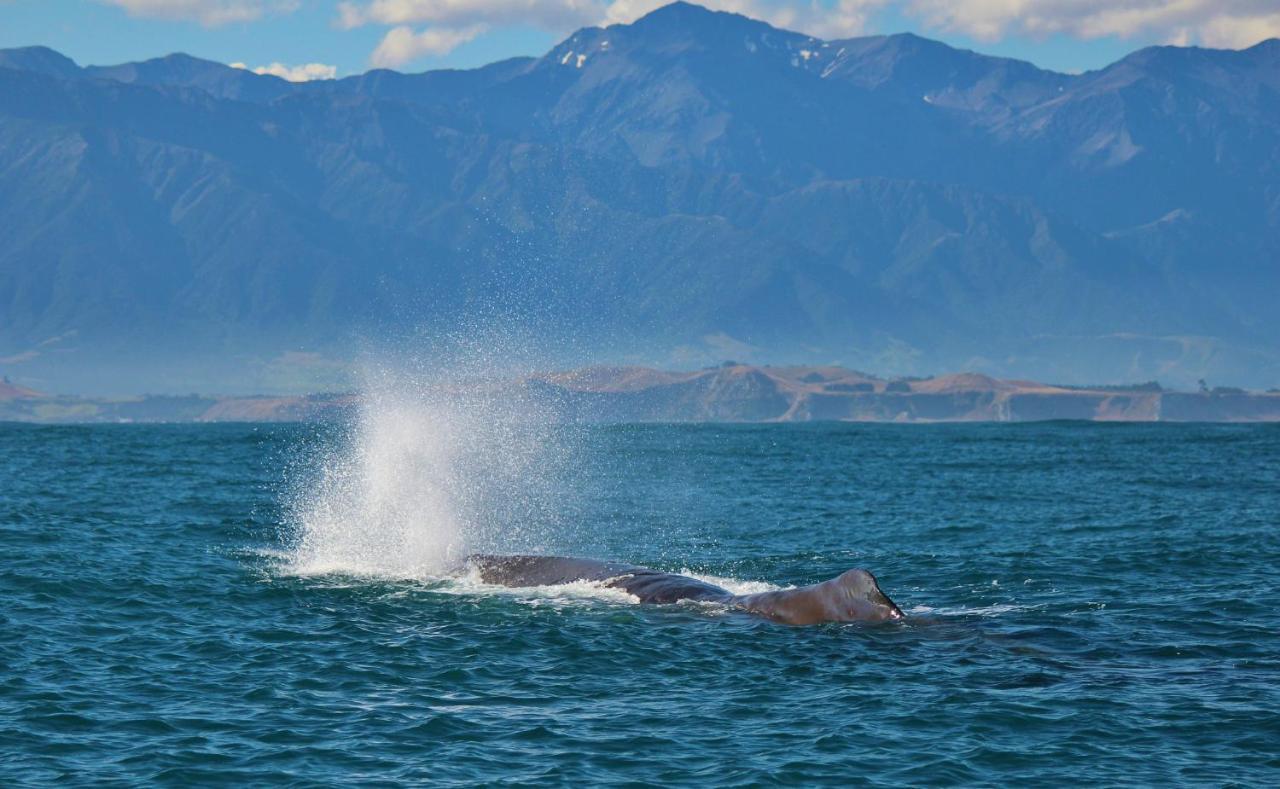 Alpine-Pacific Holiday Park Kaikoura Extérieur photo